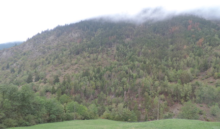 Misty landscape