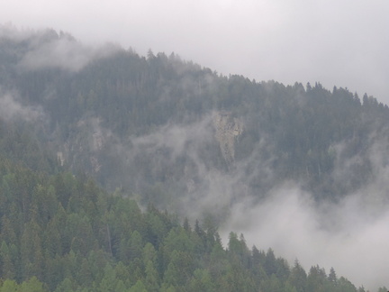 Misty woods