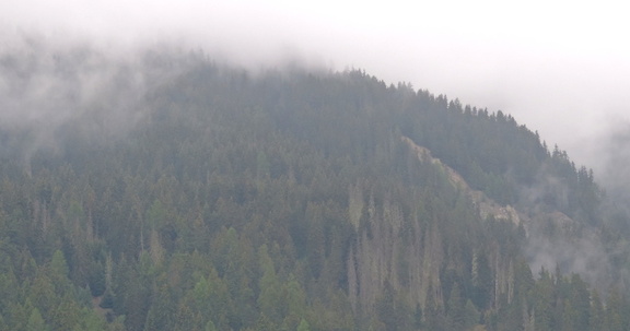 Misty woods