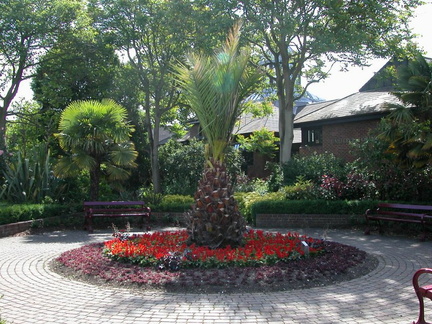Palm