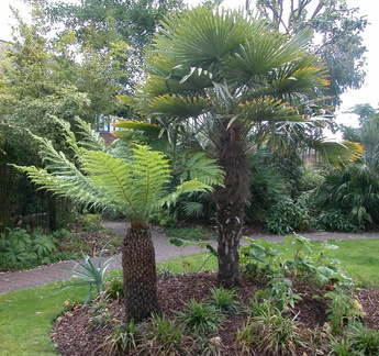 Trees