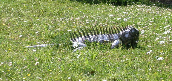 Lizard