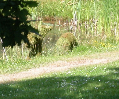 Moss monster in the lake
