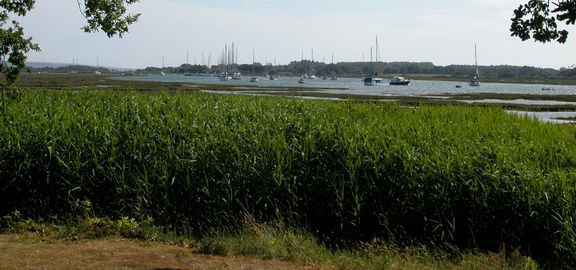 Reeds