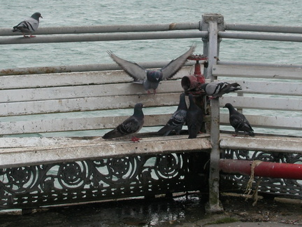 Pigeons