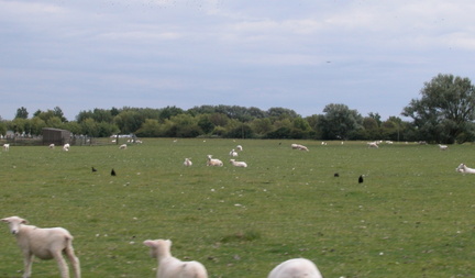 Sheep