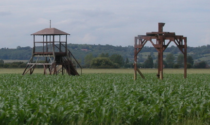 Maize Maze under construction