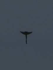 Kite