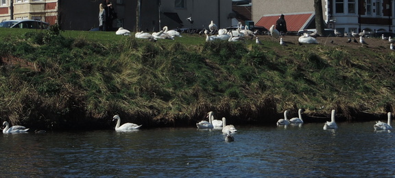 Swans