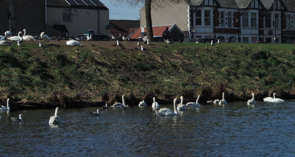 Swans