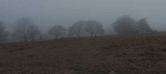 Trees
