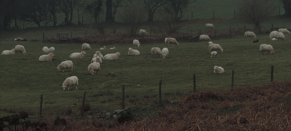 Sheep