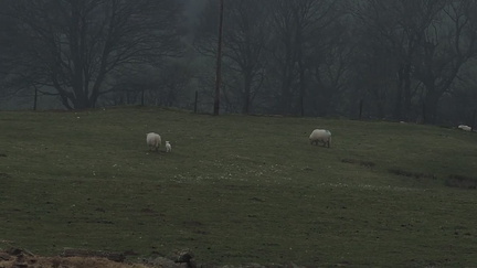 Sheep