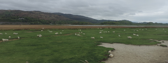 Sheep