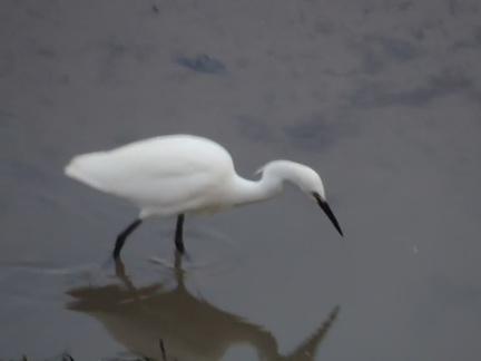 Egret