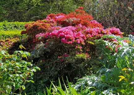 Bushes