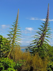 Cycads