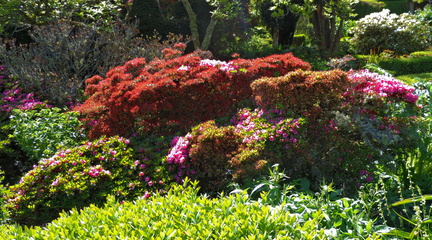 Bushes