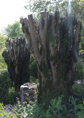 Trees