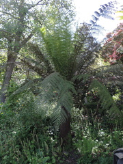 Tree fern