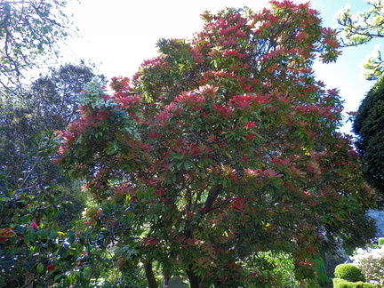 Bush