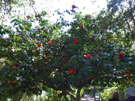 Red flowers