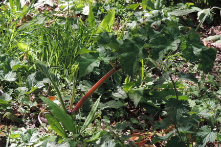 Mini rhubarb