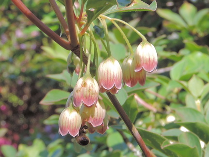 Bee on flowers