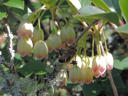 Bee on flowers