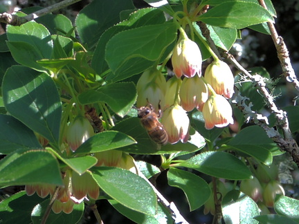 Bee on flowers