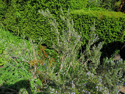 Rosemary