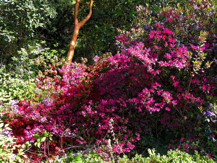Pink flowers