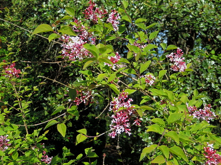 Pink flowers