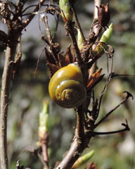 Snail