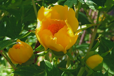 Yellow flowers
