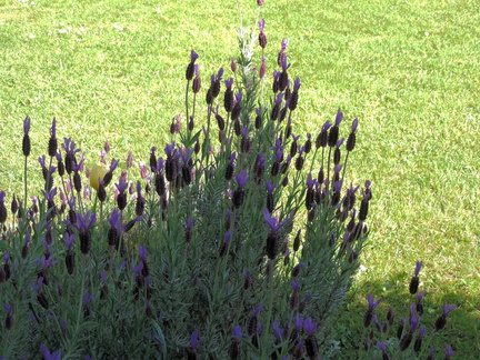 French Lavender