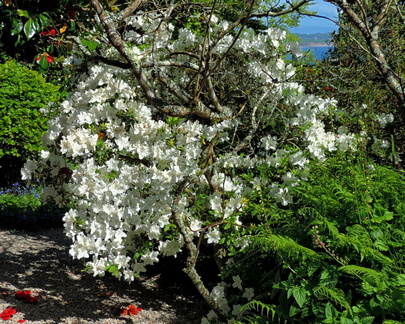 White flowers