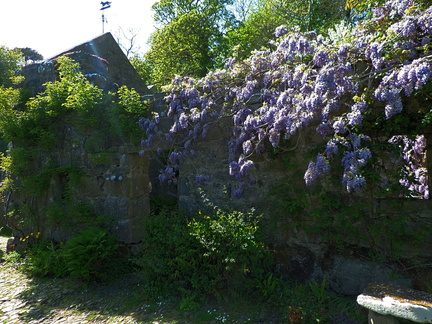 Overgrown building