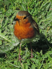 Robin