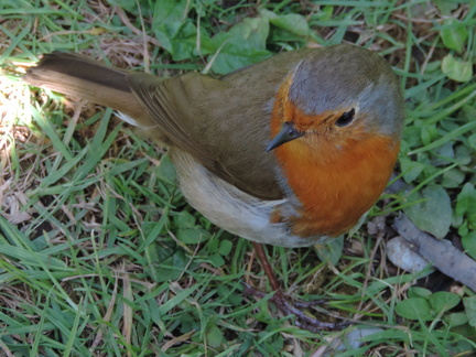 Robin
