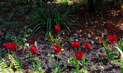 Tulips