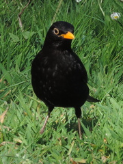Blackbird