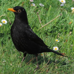 Blackbird