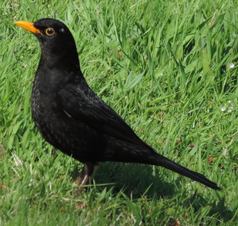 Blackbird