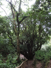 Dancing tree