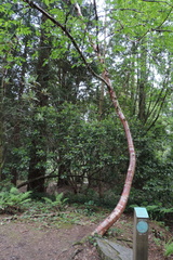 Chinese Red Bark Birch