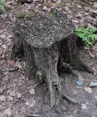 Coin stump