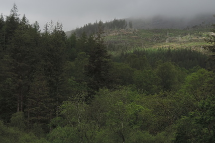 Woods