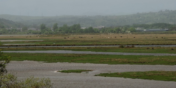 Mud flats