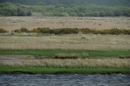 Marshland
